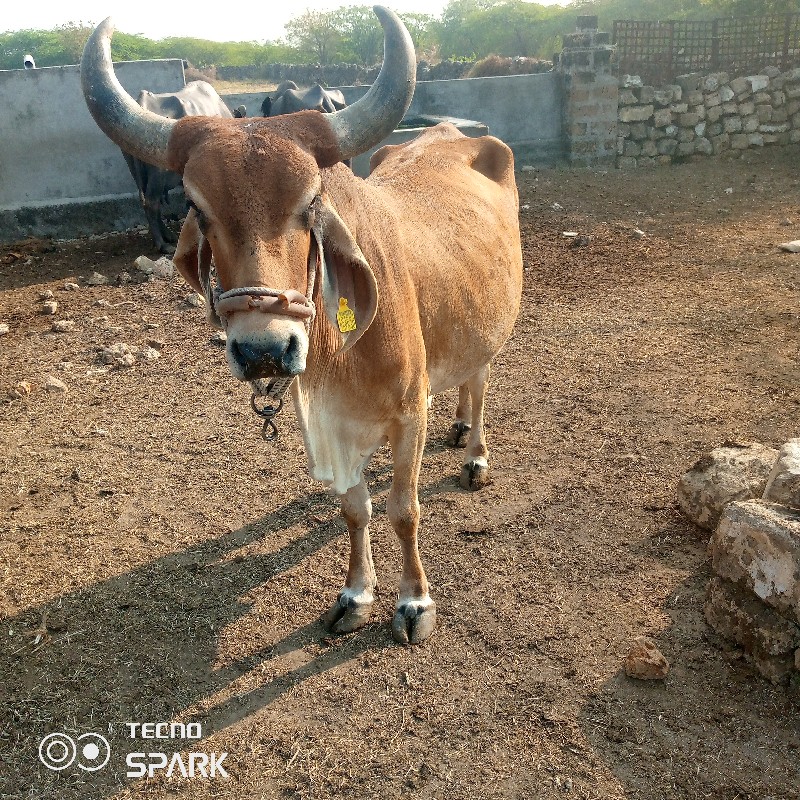 ગાય વેસવાની છે