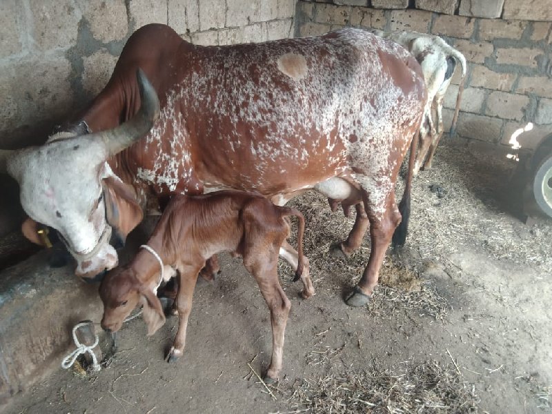 ગાય વેચવાની છે