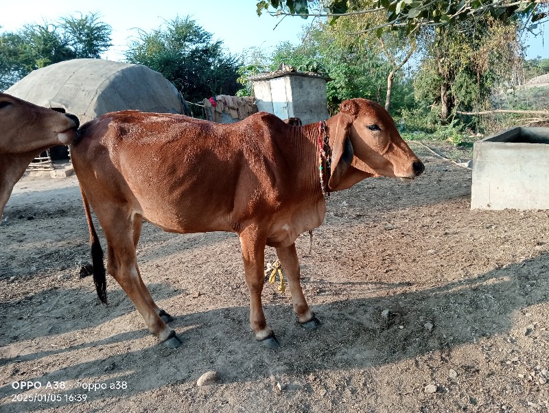 આ ત્રણ વાછડી વે...