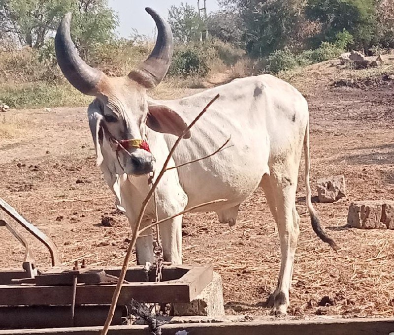 ગોધલા વેસવાનાસે