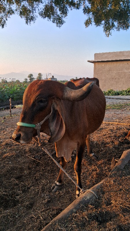 ગાય વેચવાની છે