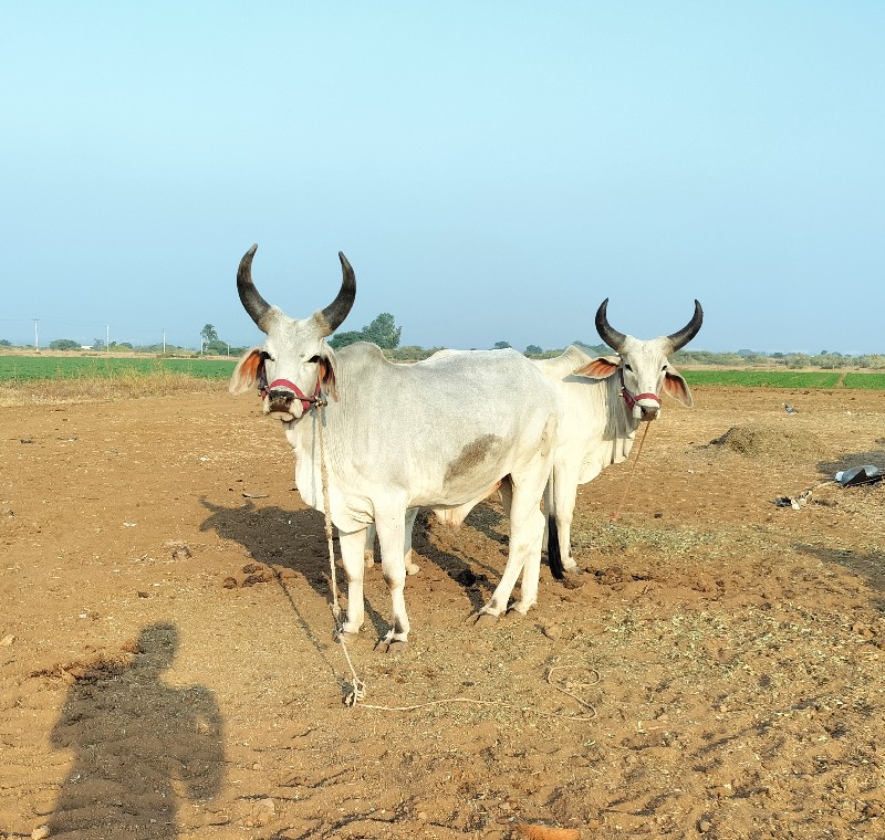 ગોધલા વેચવાના છ...