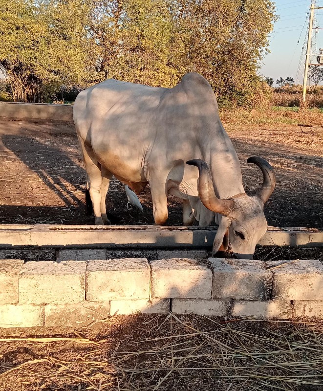 બળદ વેચવાનો છે