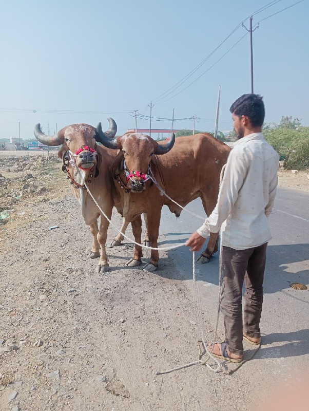 દેસી બળદ