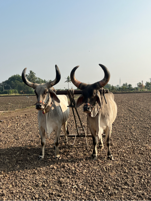 બળદ વેચવાના છે