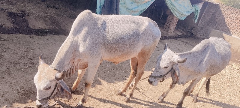 વેતા