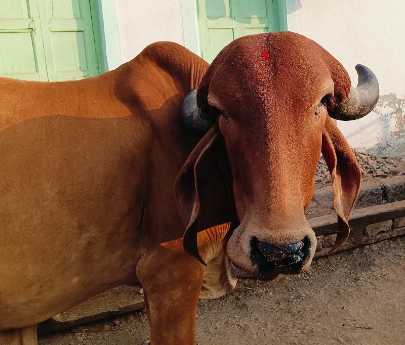 ગીર ગાય વેચવાની...