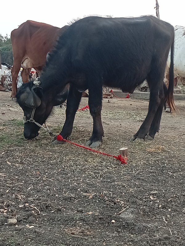 જાફરાબાદી 
પાડો...