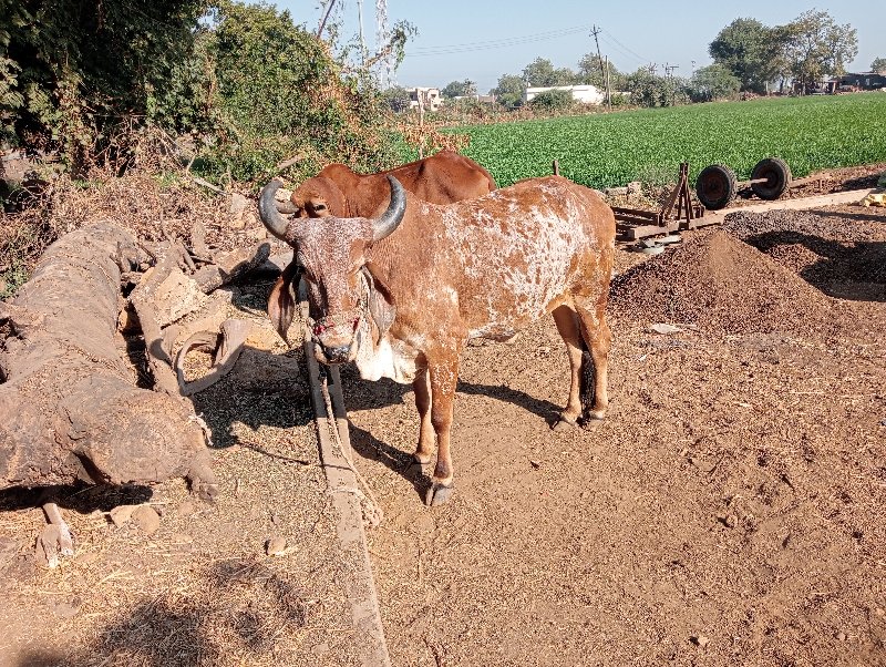 બળદ વેસ્વાનો સે