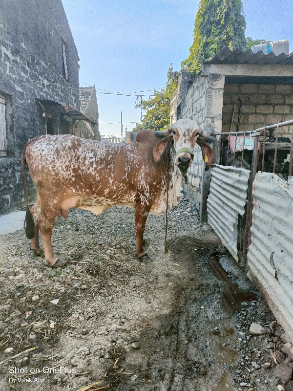 ગાય વેચવાની છે