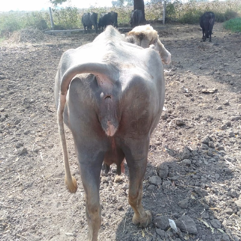 ભુરી ભેંસ વેચવા...