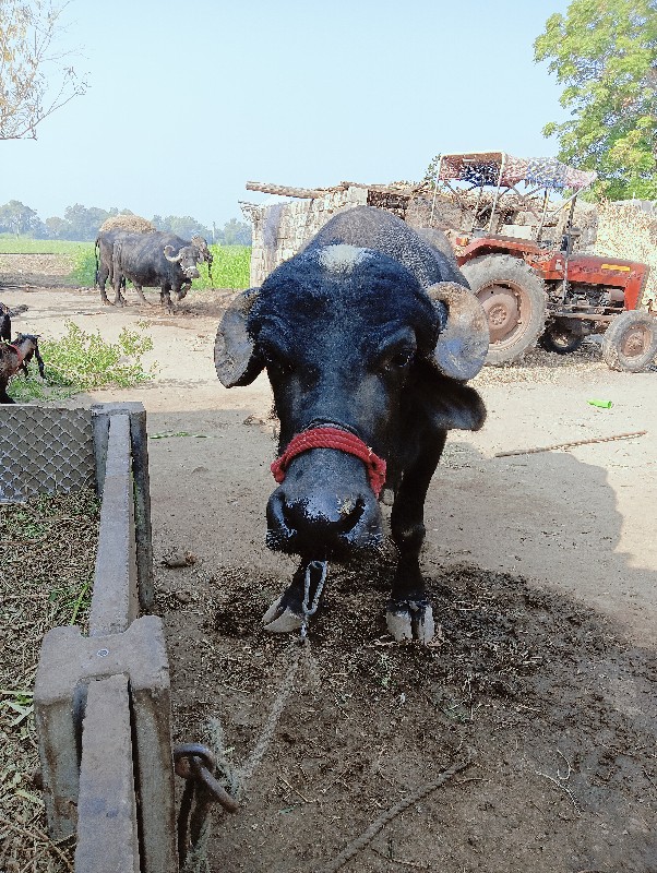 ભેંસ વેચવાની છે...