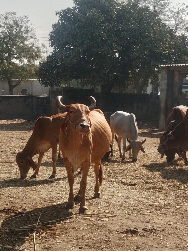 જાડેજા‌ મયુરસીહ...