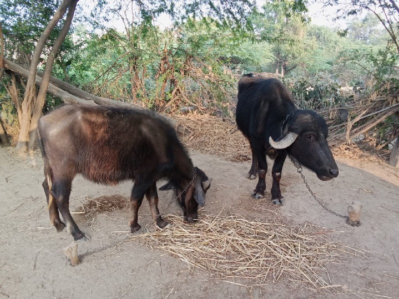 બે ખડેલા વેચવાન...