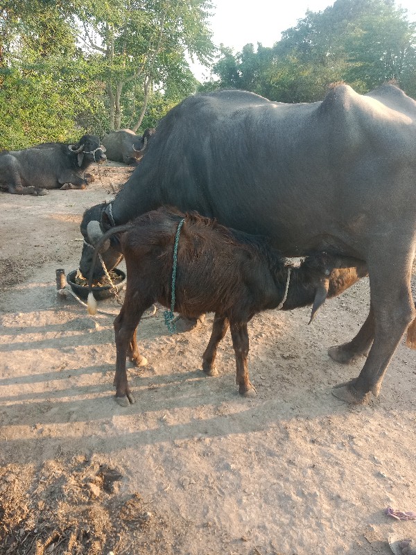 ભેંશ વેચવા ની છ...