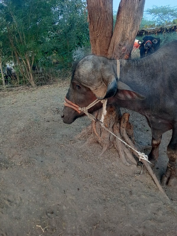 ખડેલું