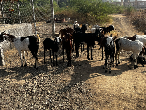 બકરીયો વેચવાની...