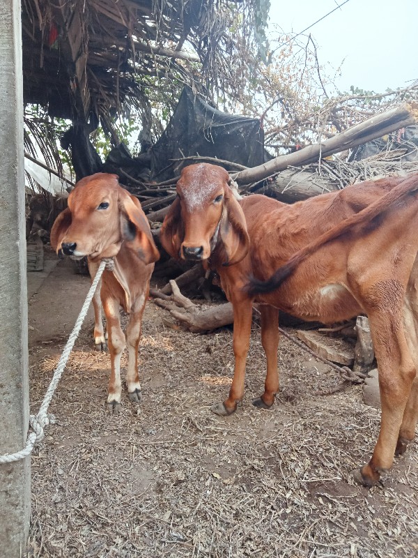 વાસડીયુદેવાનીસે