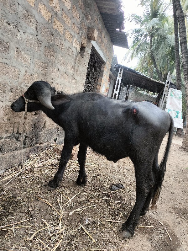 પાડો વેચવા નું...