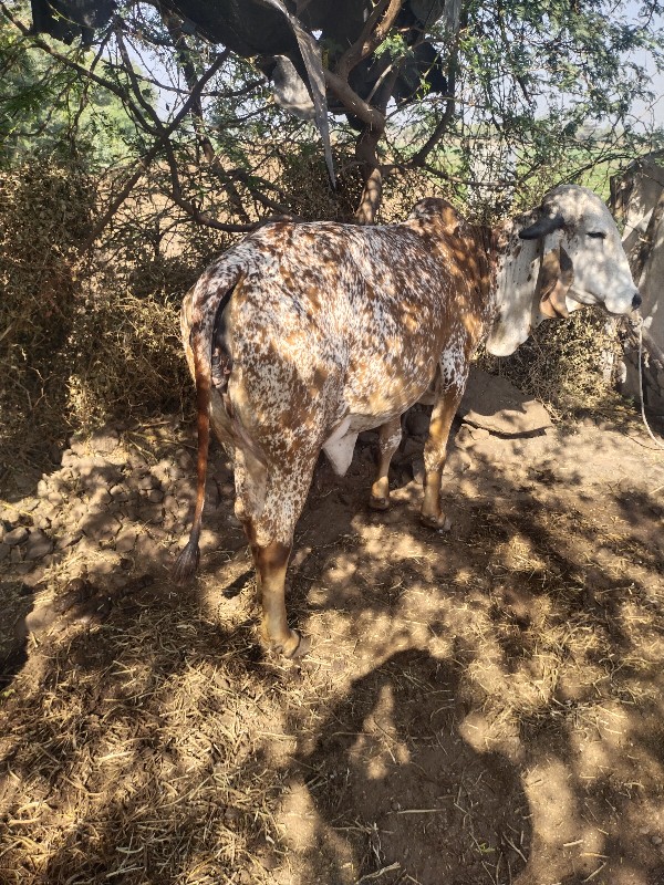 ગીર ગાય વેચવાની...