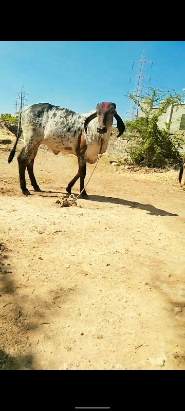 વાચળી વેચવાની છ...