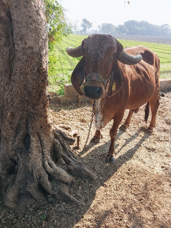 ગીર ગાય