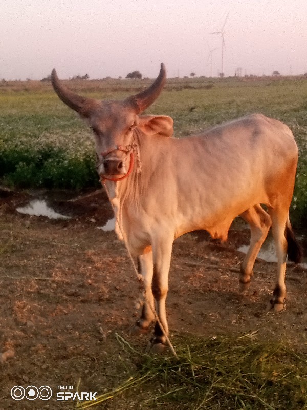 ગોઢલા વેચવાના છ...