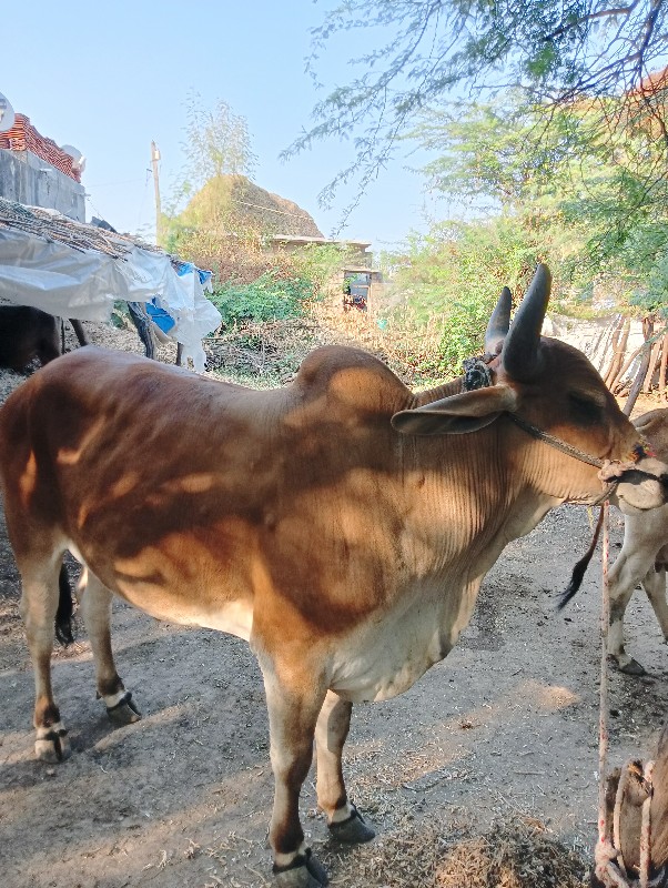 આવા ચડો વેચાવ