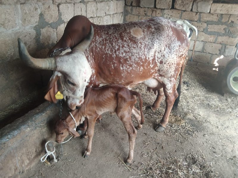 ગાય વેચવાની છે