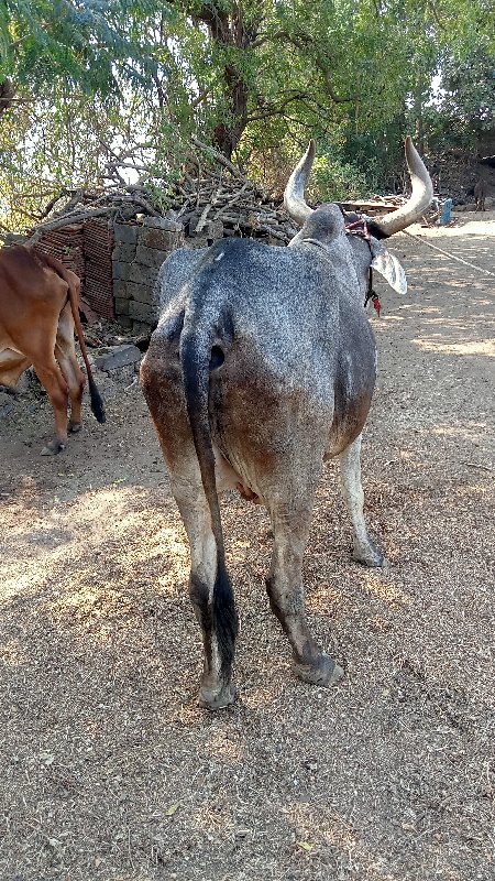 બળદ વેચવાનો છે