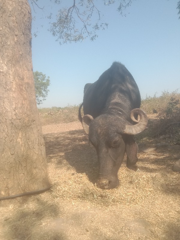 ભગર