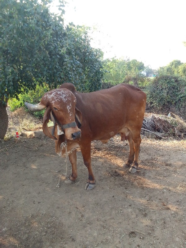 Ramji sonagara...