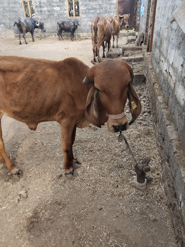 બે ગાયું વેચવાન...