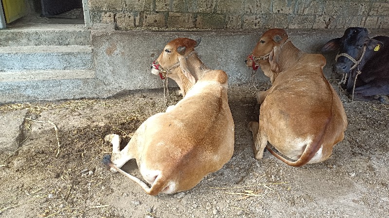 ગોંઢલા વેચવાના...