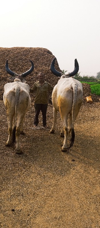 બળદ વેચવાના છે