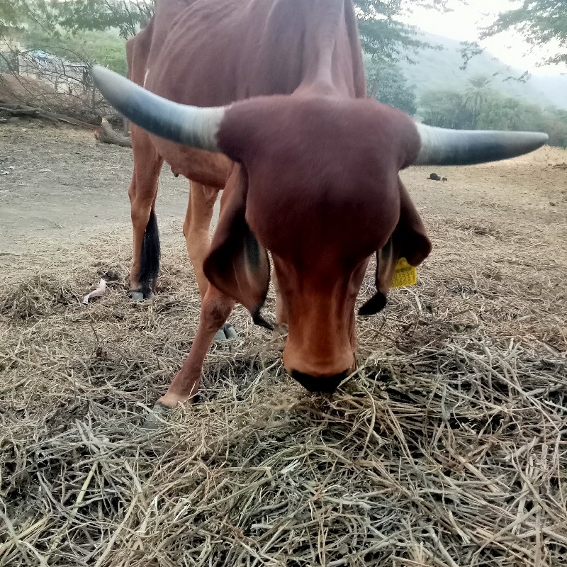 ‌ રાજુ   ભાઈ