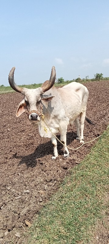 બળદ વેચવાનો છે