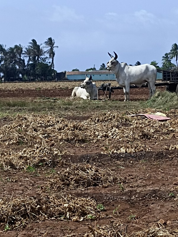 વાછરડા વેચવા છે