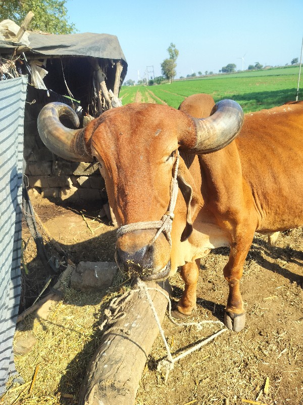 બળદ વેચવાનો છે