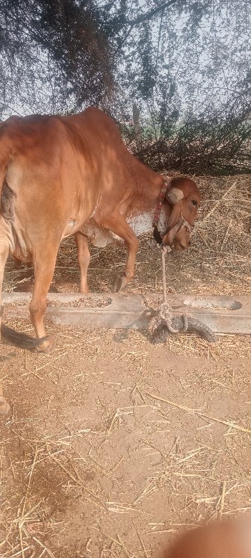 બે ગીર ગાયુ વેચ...