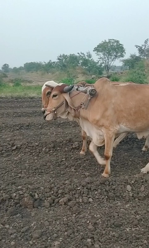 ગોધલા વેસવાનાસે