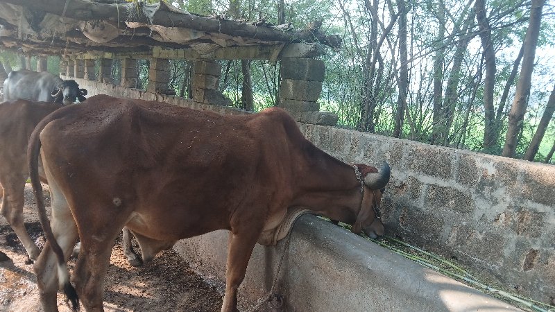 ગૉઢલૉ વેચવાનો છ...