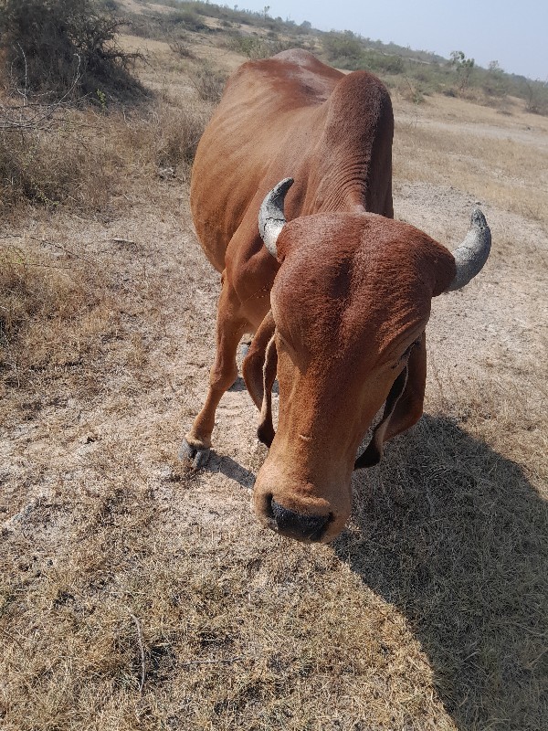 ગાય વેચવાની છે