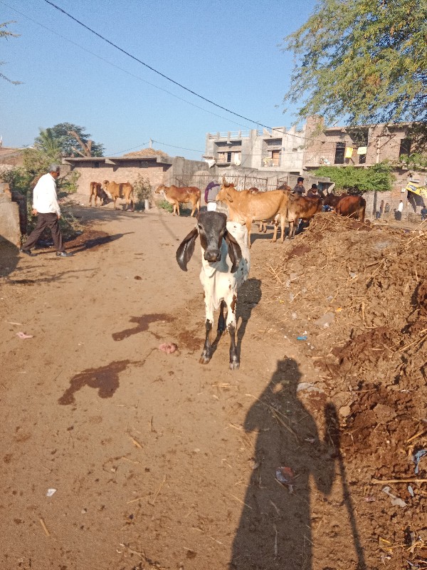 વાછડી વેચવાની છ...