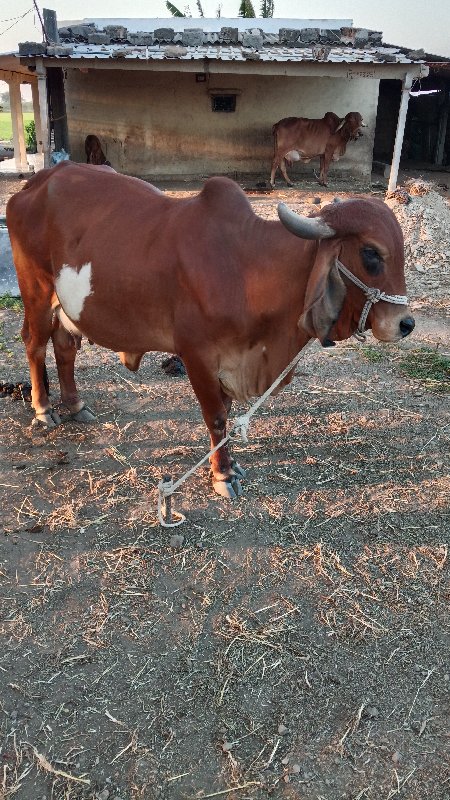 ગીર ગાય વેચવાની...