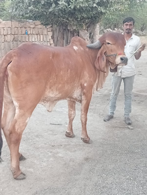 હોડકી વેચવાની છ...