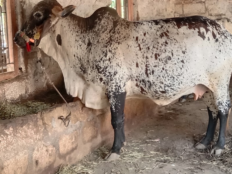 આ ગાઈવેશવાનીશે