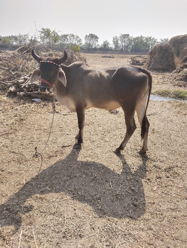 ગોઢલા વેચવાના છ...