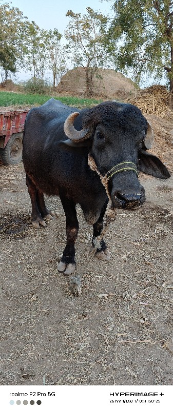 ભેંસ વેચવાની છે