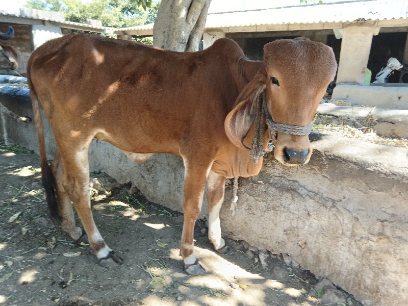 ગીર ગાય ની હોળક...